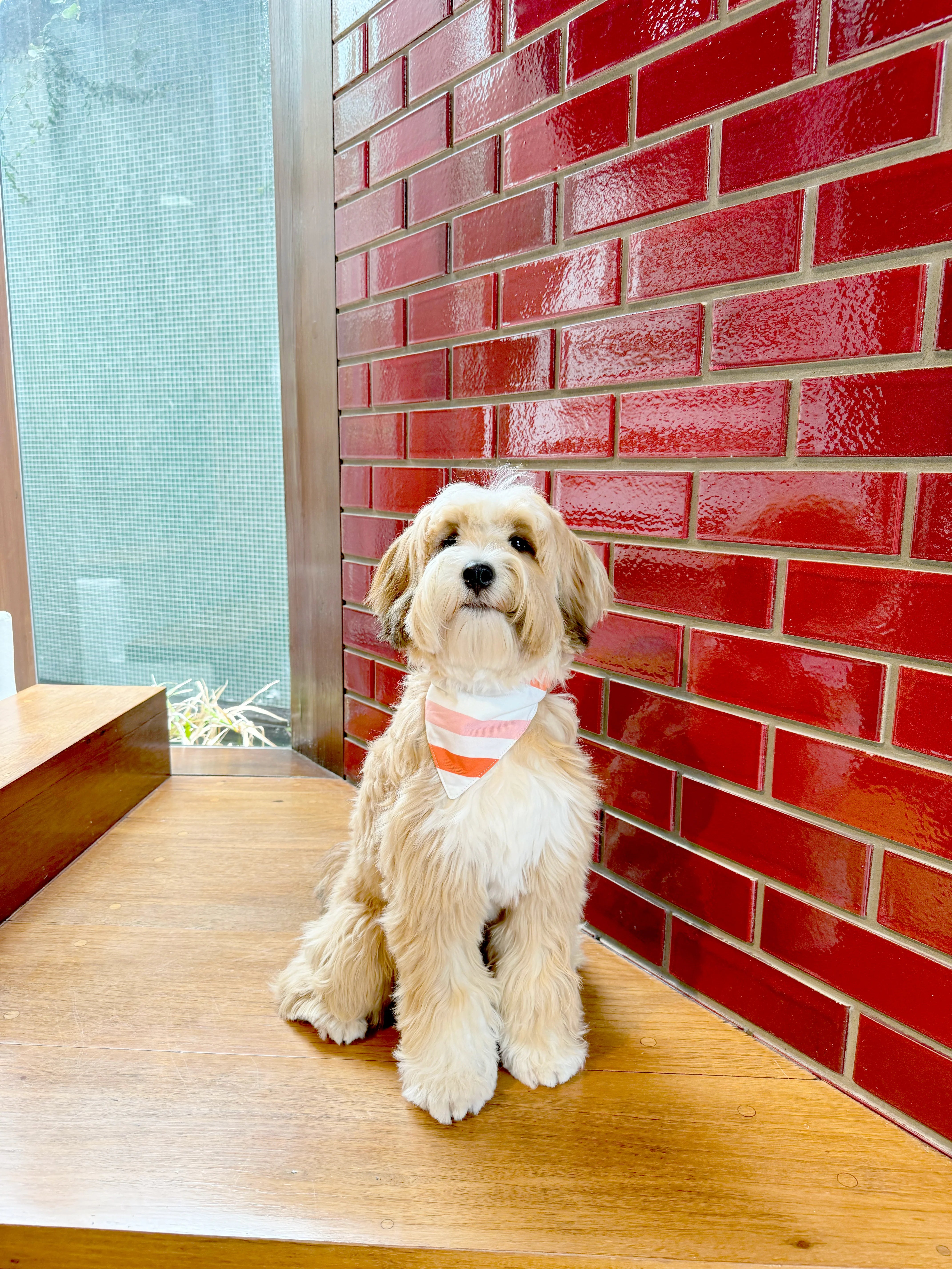 Bandana Dog Collar