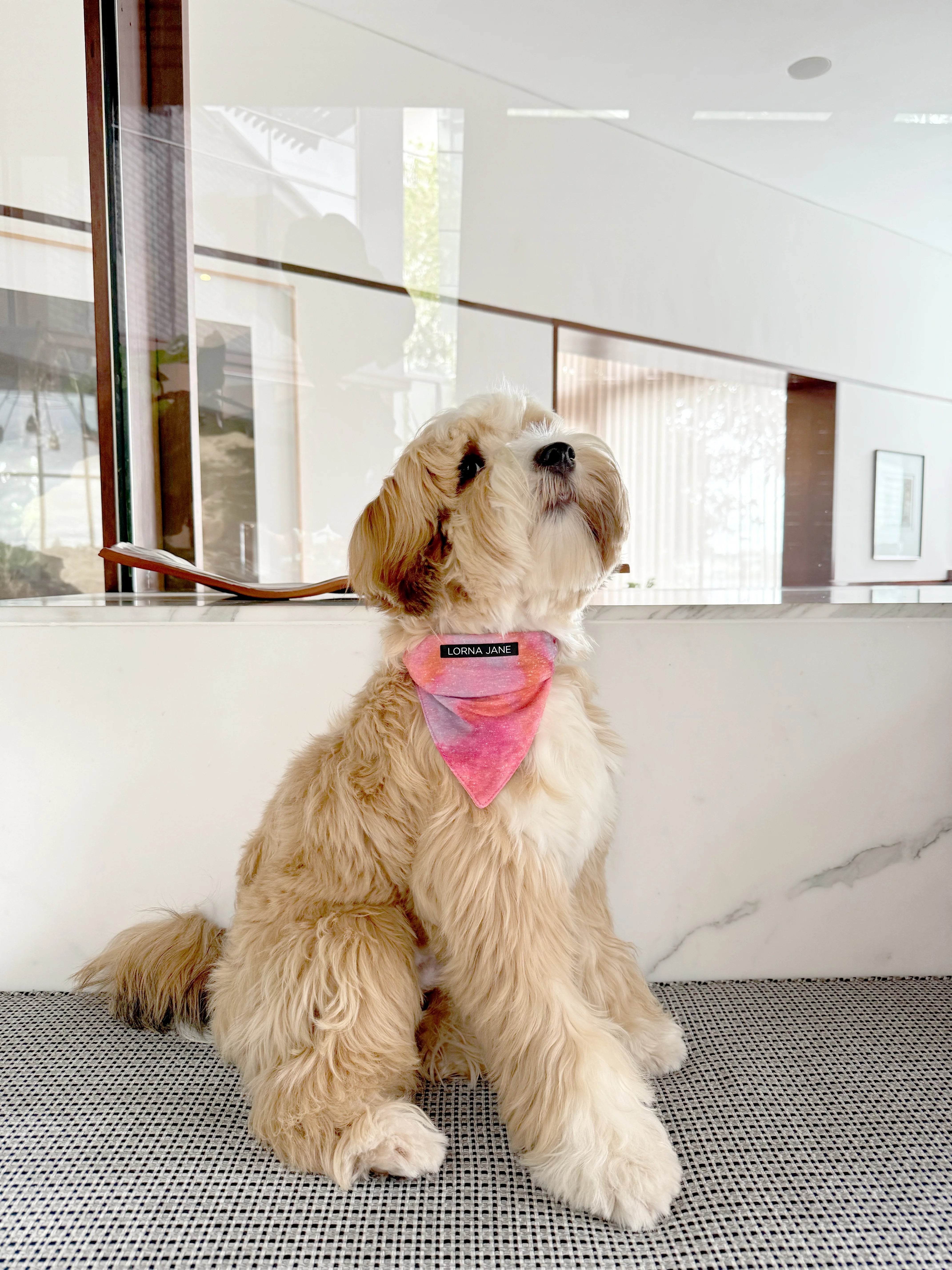 Bandana Dog Collar